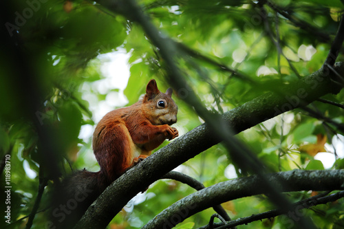 Squirrel on a tree