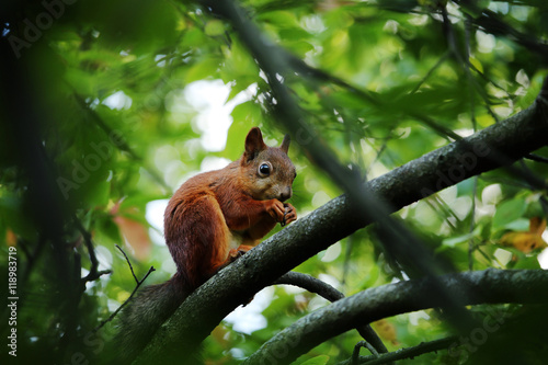 Squirrel on a tree © blackguitar1