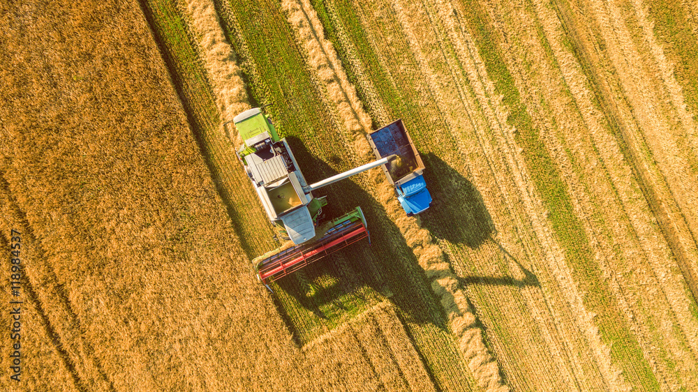 Harvester machine working in field . Combine harvester agriculture machine harvesting golden ripe wheat field. Agriculture. Aerial view. From above. - obrazy, fototapety, plakaty 
