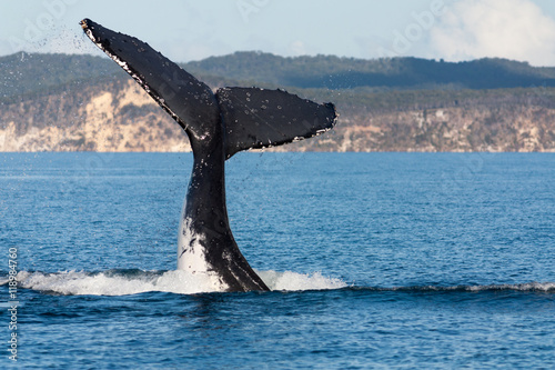 Humpback whale tail in Hervey Bay, Queensland, Australia