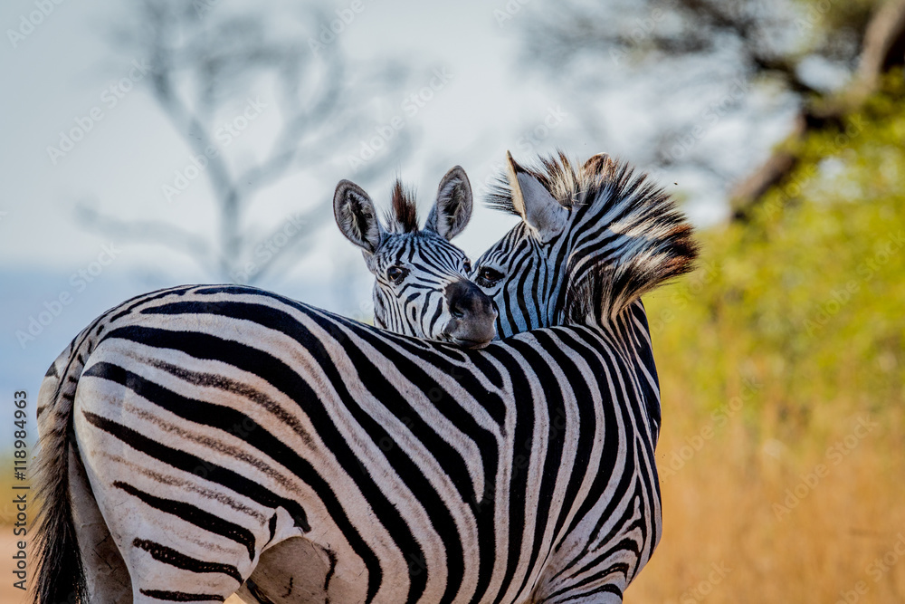 Naklejka premium Two Zebras bonding in the Kruger.
