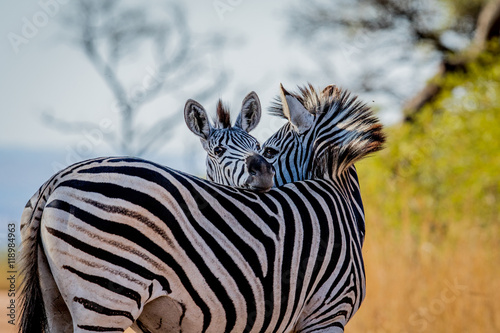 Two Zebras bonding in the Kruger.