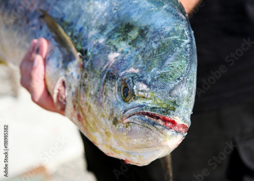 Yellow fin tuna face being displayed at Tuna Tournament