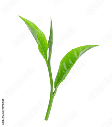 Fresh green tea isolated on white background
