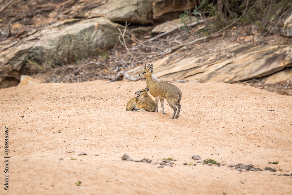 Two Klipspringers in the sand in the Kruger. Two Klipspringers in the sand in the Kruger.