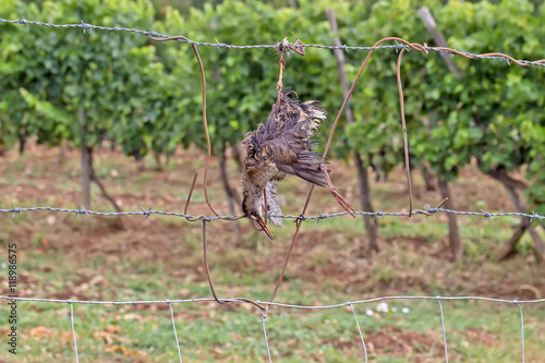 Dead bird like scarecrow in the vineyard photo