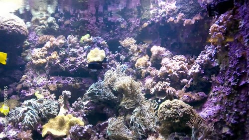 underwater tropical sea life Cinemagraph loop
