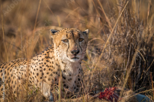 Cheetah eating from a Reedbuck carcass in Kruger. photo