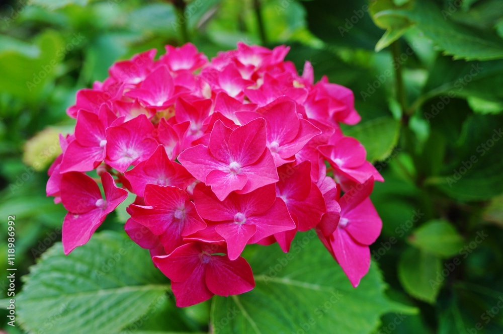 Pink hydrangea flowers in bloom