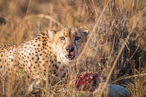 Cheetah eating from a Reedbuck carcass in Kruger. photo