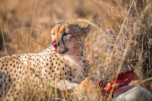 Cheetah eating from a Reedbuck carcass in Kruger. photo