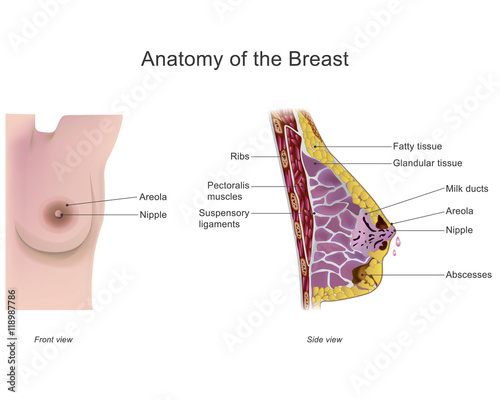 The breast is one of two prominences found on the upper ventral region of the torso of female and male primates. In females, it serves as the mammary gland. photo