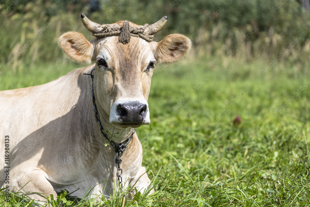 Brown cow rests in the green field