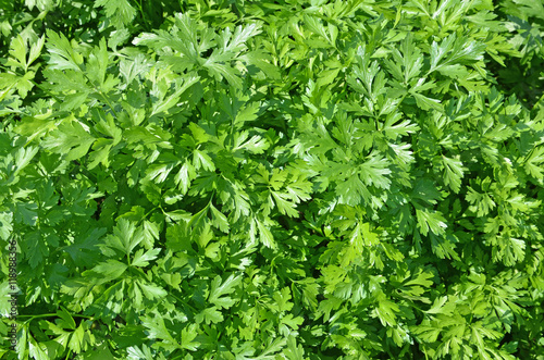frische Petersilie