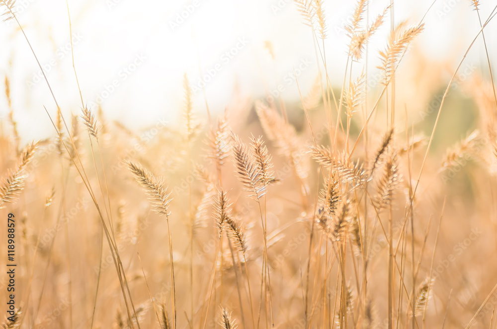Yellow dry grass in the field in autumn Yellow dry grass in the field in autumn