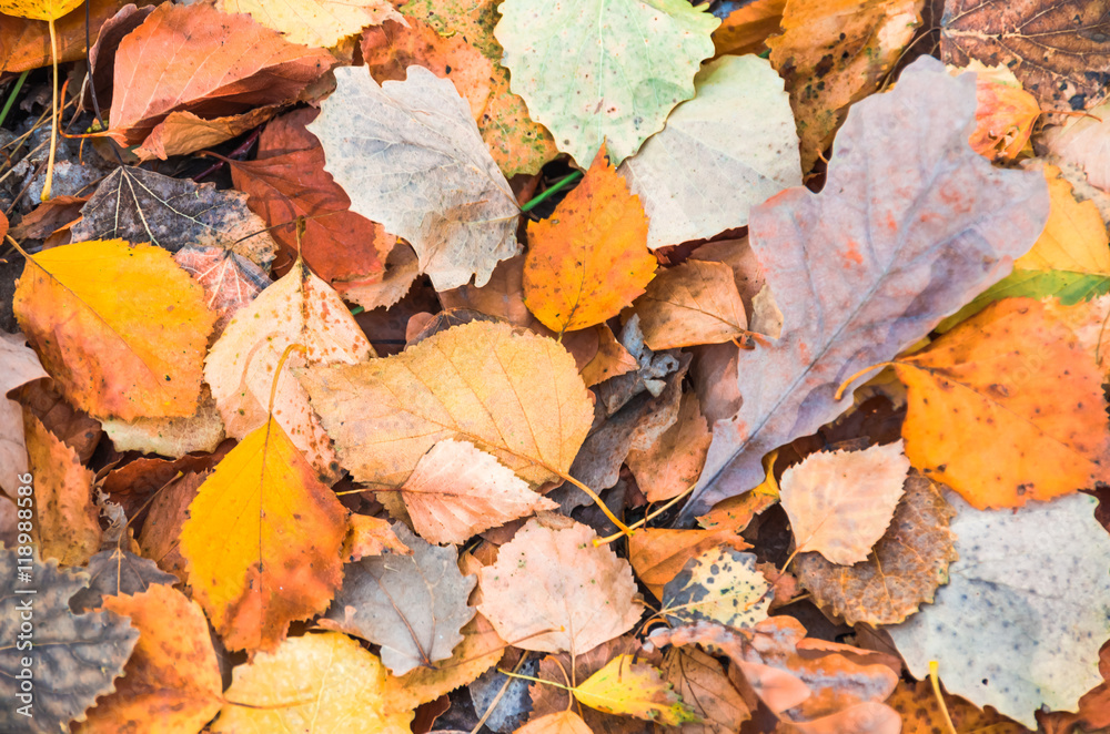 Obraz premium background made of fallen autumn leaves