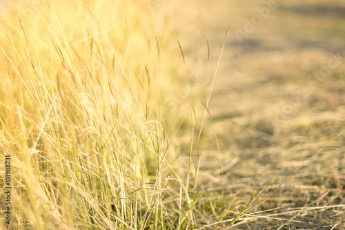 blurred dry grass background with golden light nearly sunset tim