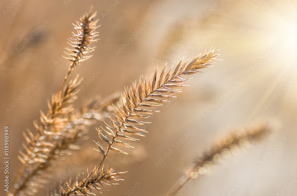 Yellow dry grass in the field in autumn Yellow dry grass in the field in autumn