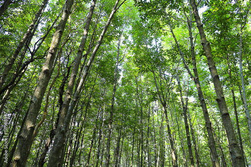 mangrove green tree in Thailand