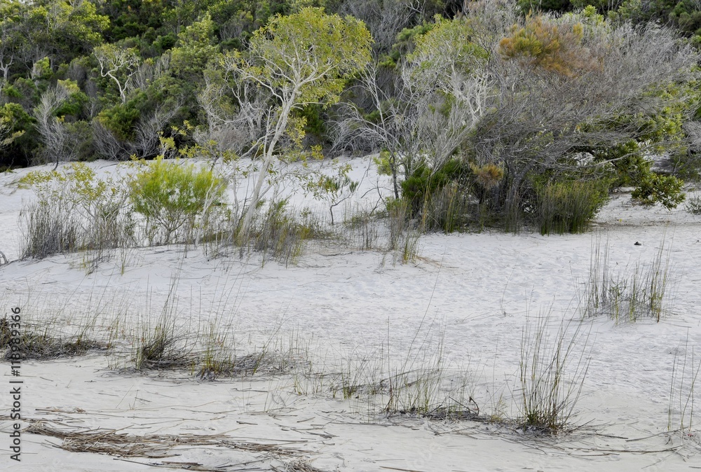 vegetation along the beach at Lake Birrabeen on Fraser Island, Australia vegetation along the beach at Lake Birrabeen on Fraser Island, Australia