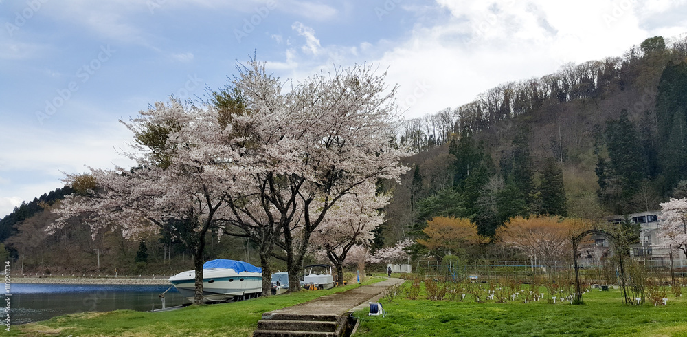 Photo of mountains and Lake Tazawa, with blossom sakura and port, the most clean lake in Japan. Photoed in Akida, Japan.