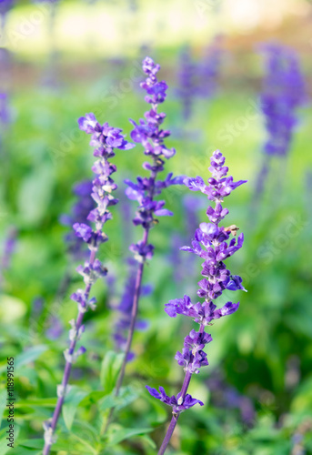 Lavender purple flower close up in garden blurred background