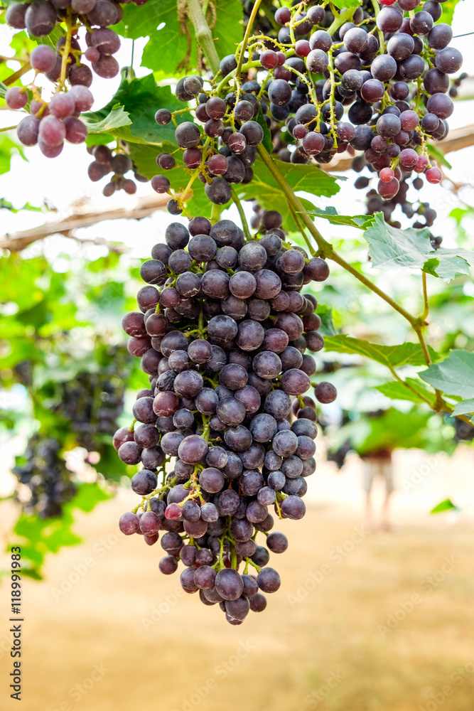 Grape bunch in vineyard