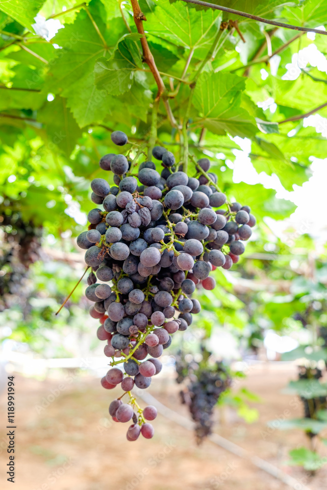 Grape bunch in vineyard