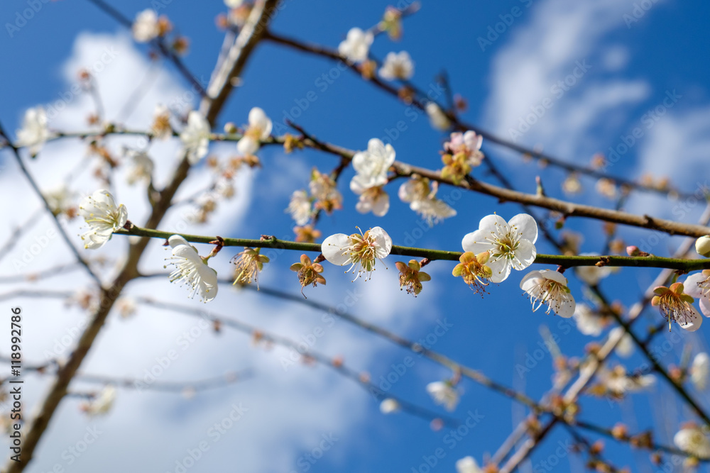 Chinese plum, Japanese apricot, bloom white flower beautiful on branch Chinese plum, Japanese apricot, bloom white flower beautiful on branch
