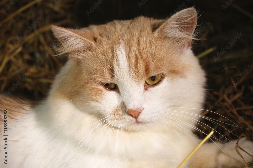 Ginger cat on the hay close-up Ginger cat on the hay close-up