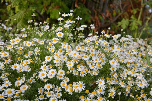 цветение ромашки аптечной