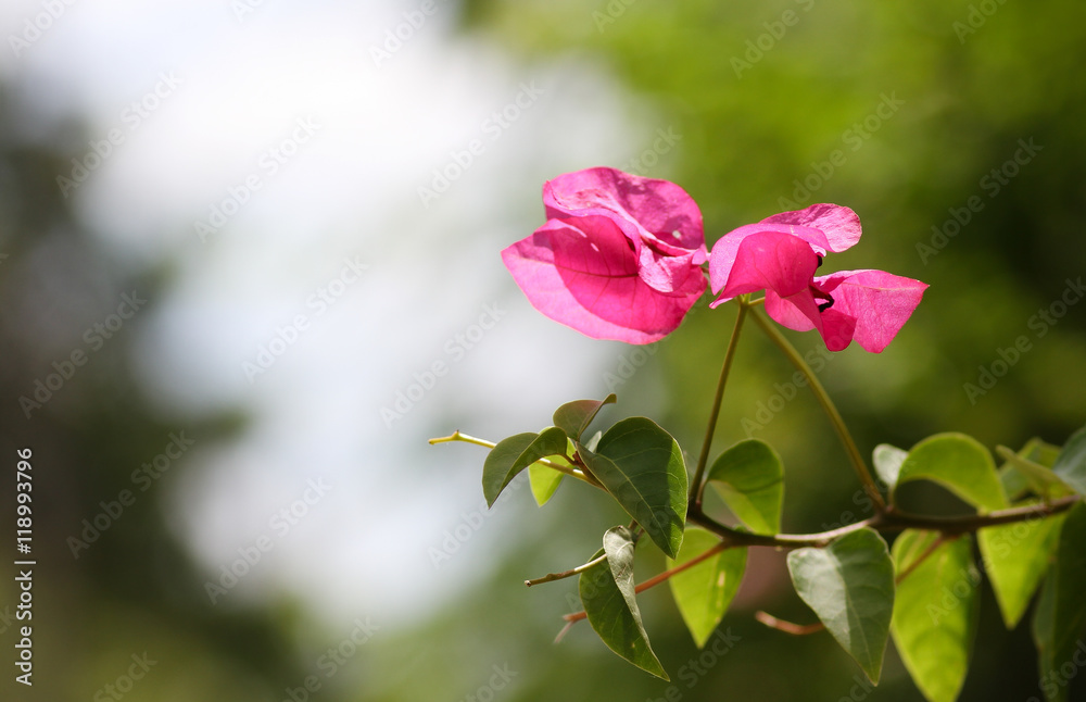 Pink Bougainvillea flowers (Space for Letter)