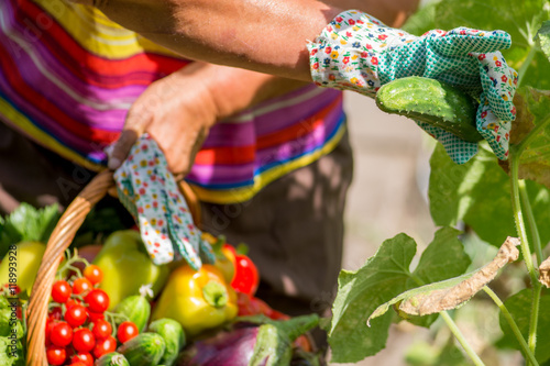 Photography woman plucks a cucumber in the garden