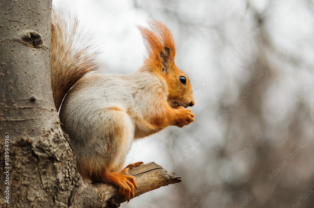 Squirrel eating nuts
Squirrel eating nuts