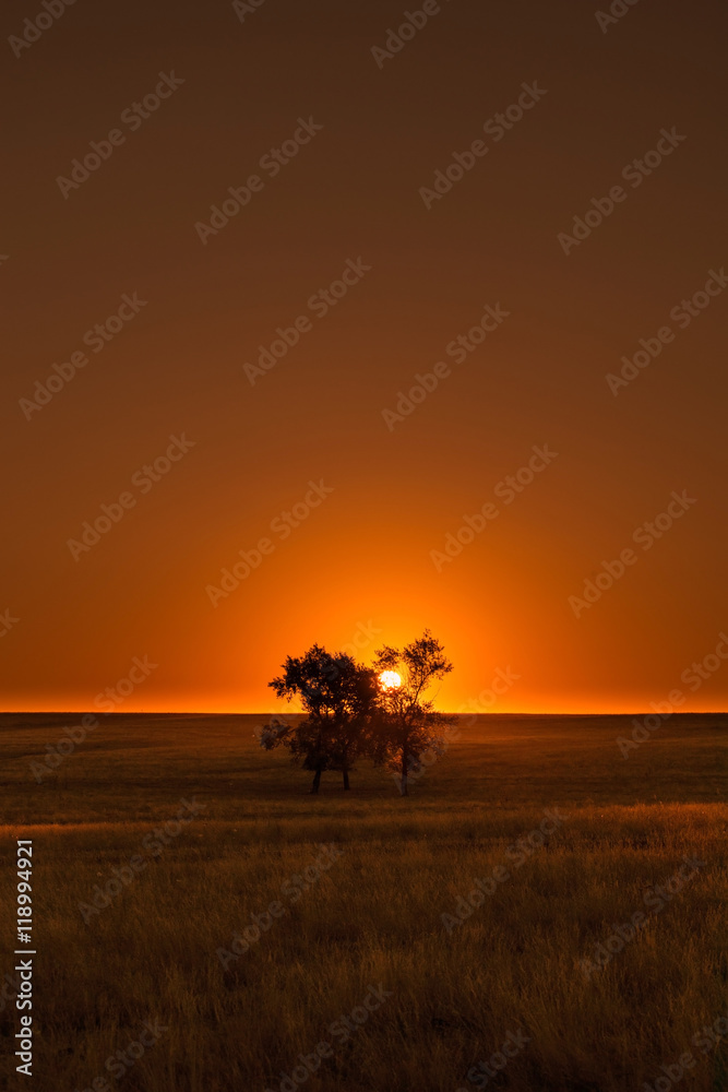 Sunset on a field with a tree