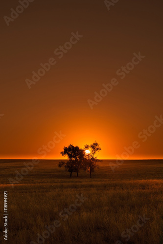 Sunset on a field with a tree