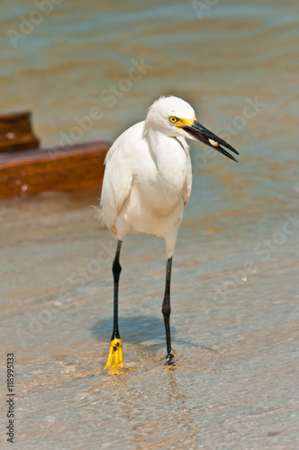 Snowy Egret wading and eating a crustation on the tropical surf photo