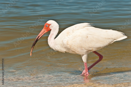 White Ibis wading and serching tropical shoreline for food to hunt
