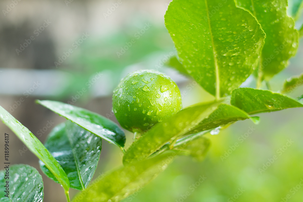 Fresh Lime tree with fruits Fresh Lime tree with fruits