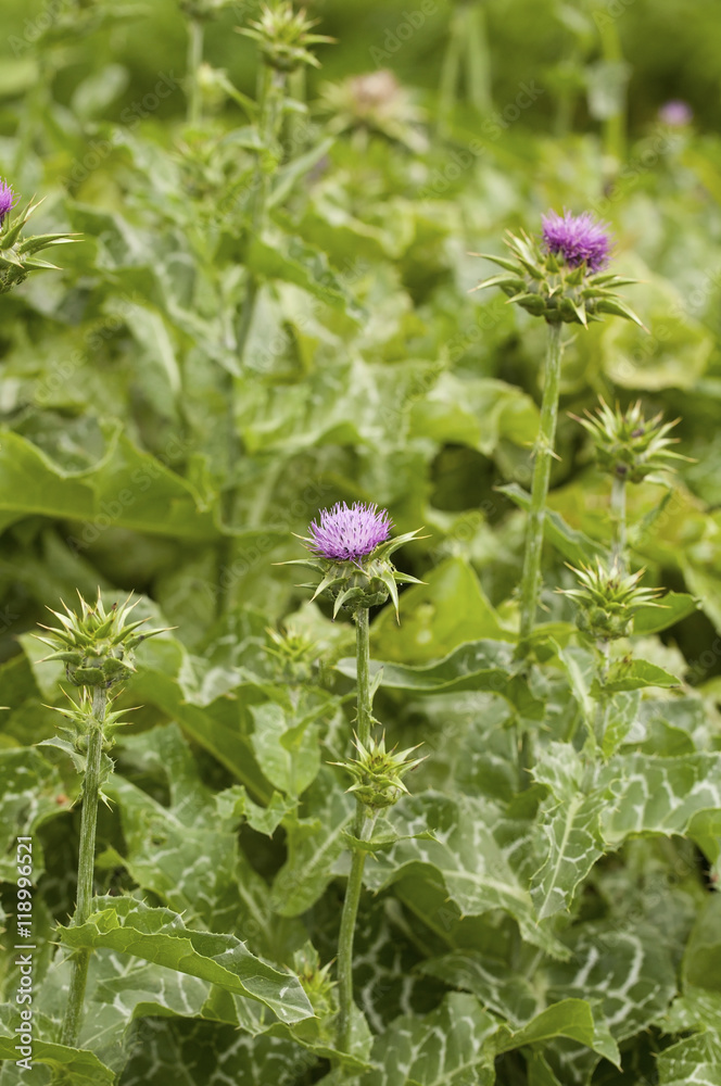 Flower of milk thistle (Silybum marianum) in a summer herbs garden