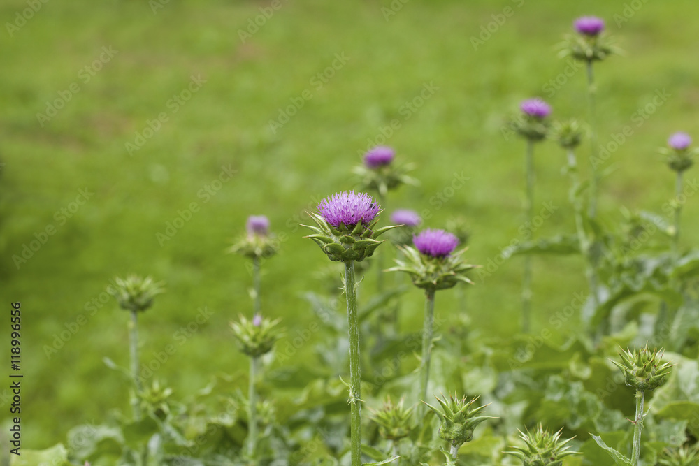 Flower of milk thistle (Silybum marianum) in a summer herbs garden Flower of milk thistle (Silybum marianum) in a summer herbs garden