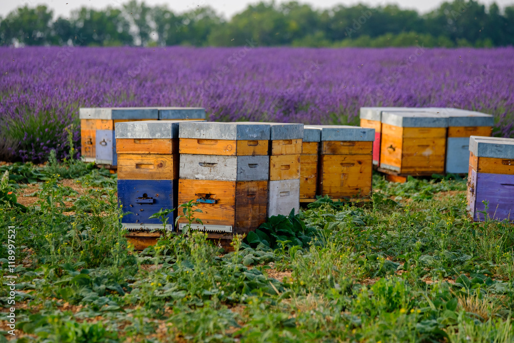 Bee hives in Provence, France - obrazy, fototapety, plakaty 