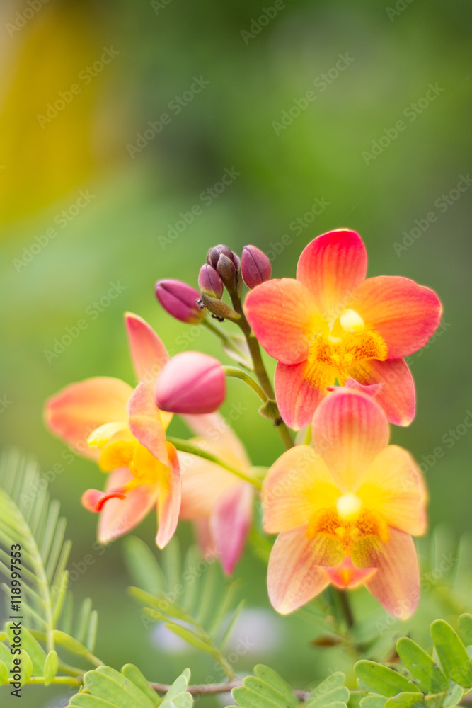 yellow orchid yellow orchid