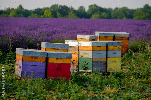 Bee hives in Provence, France © Anton Gvozdikov