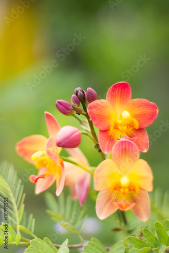 yellow orchid © N