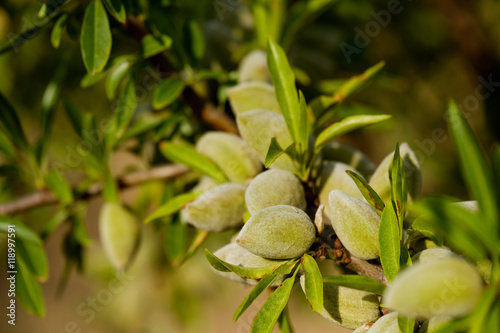 Slika na platnu Almond nuts on the branch in Provence, France
