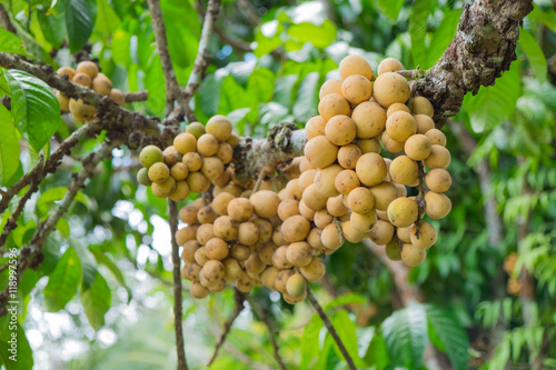 langsat on tree