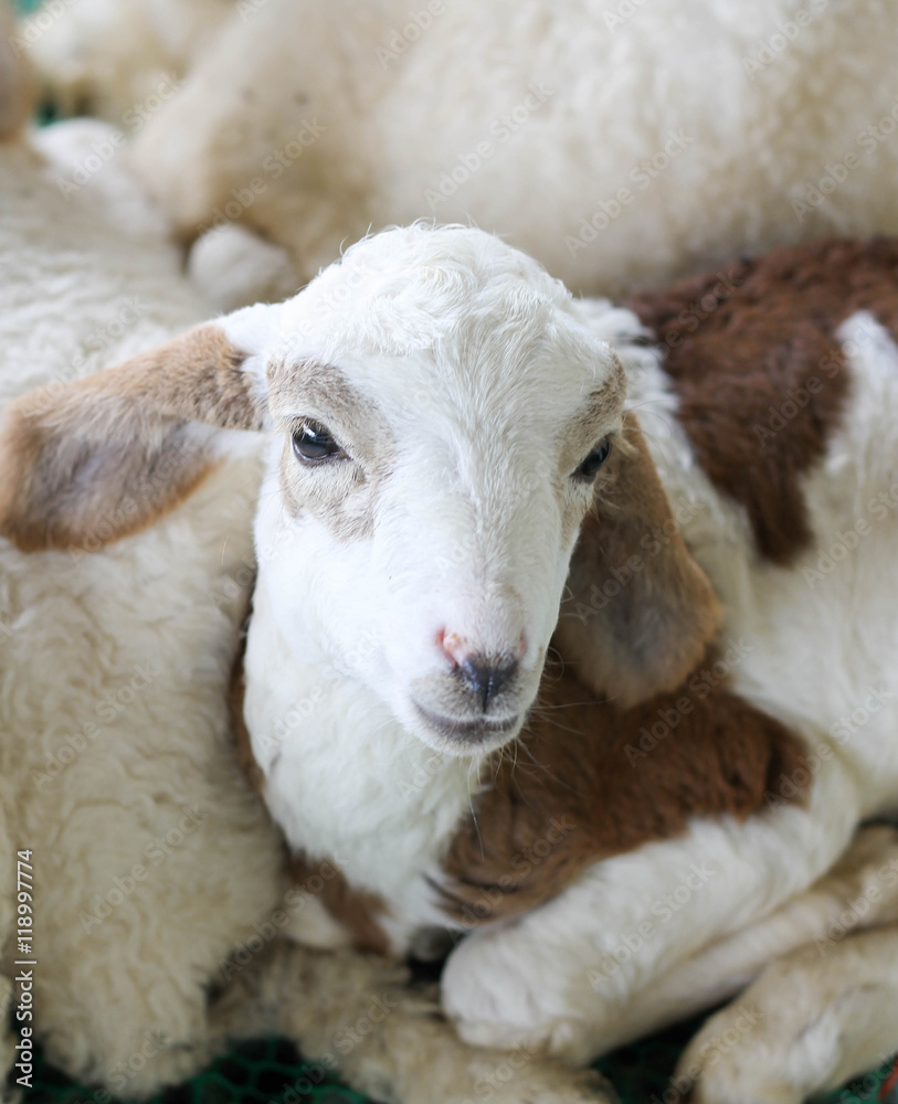 Naklejka premium one lamb