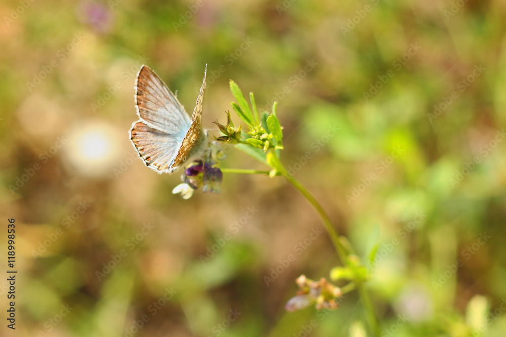 Fototapeta premium Wings of a Butterfly