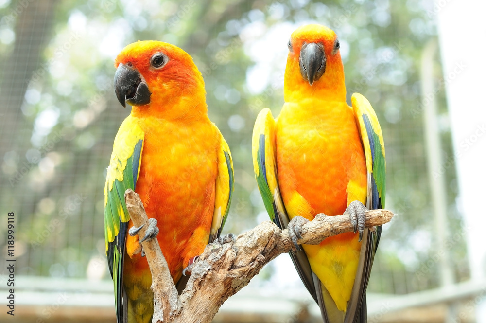 Obraz premium Couple of conure birds parrot hanging on dry branch with bokeh b